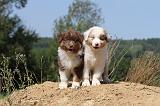 BERGER AUSTRALIEN PUPPIES 069